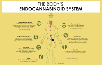 Endocannabinoid system of The Human Body