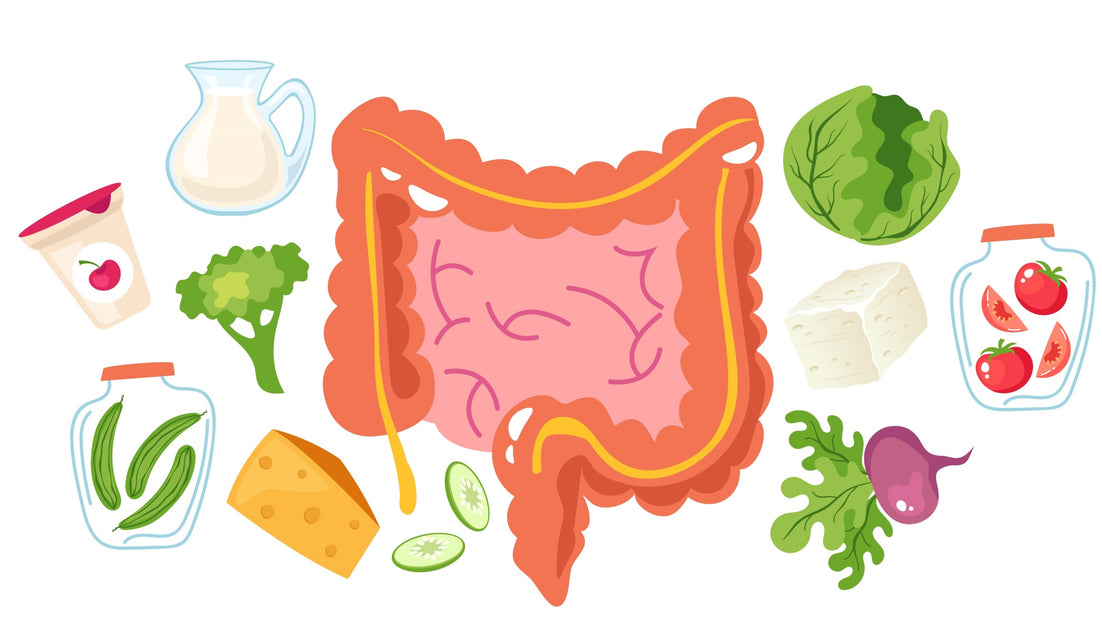 Ancient Insights Hemp's Role in Managing Digestive Health Ananta