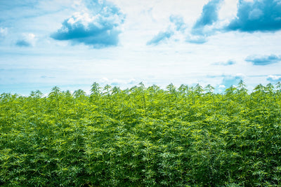 How is Hemp Good for the Planet?