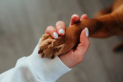 Your Pet Deserves Ayurvedic Care: Healing Benefits of Our Natural Paw Butter