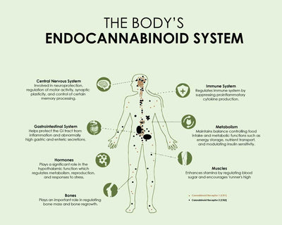 Hemp And The Endocannabinoid System