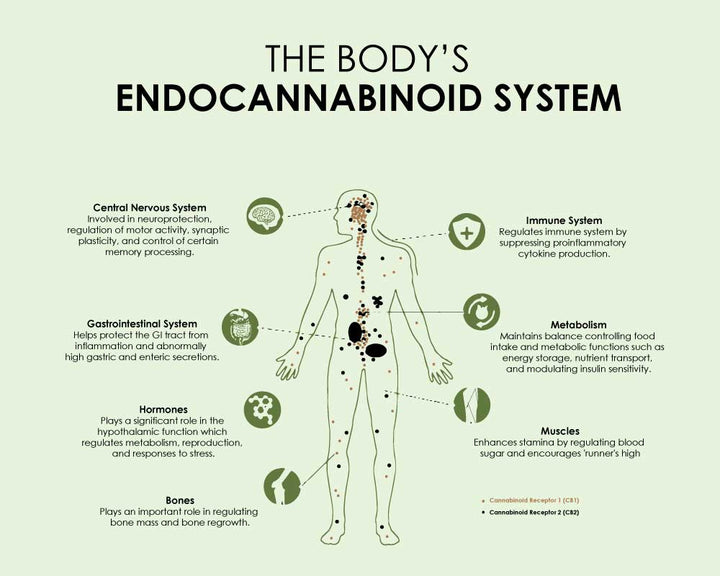 Hemp And The Endocannabinoid System - Ananta Hemp Works – Ananta by ...