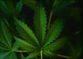 Hemp Plant Leaf
