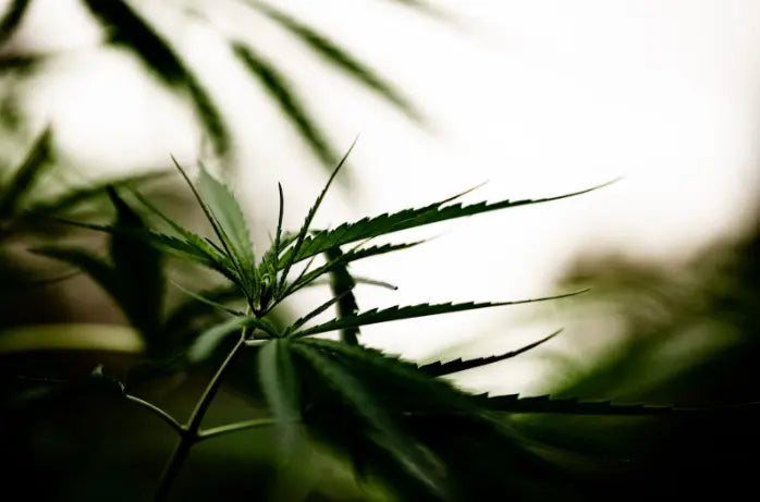 Let Us Get to Know Cannabinoids!