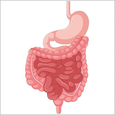 How Important Is Your Digestion: Gut Health And Easy Ways To Adopt In Daily Life