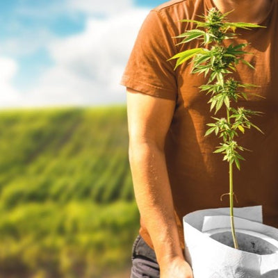 Hemp and Its Industrial Use: Exploring the Diverse Uses of Hemp in Various Industries