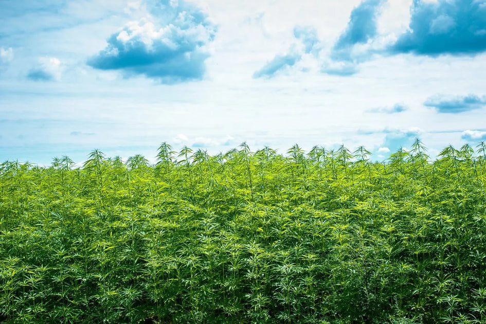 How Is Hemp Good For The Planet? – Ananta Hemp Works