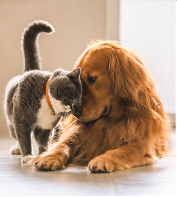 Pet Care